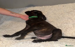 Cane Corso dogs for sale: Beautiful Litter Of Cane Corso Puppys - Image 17