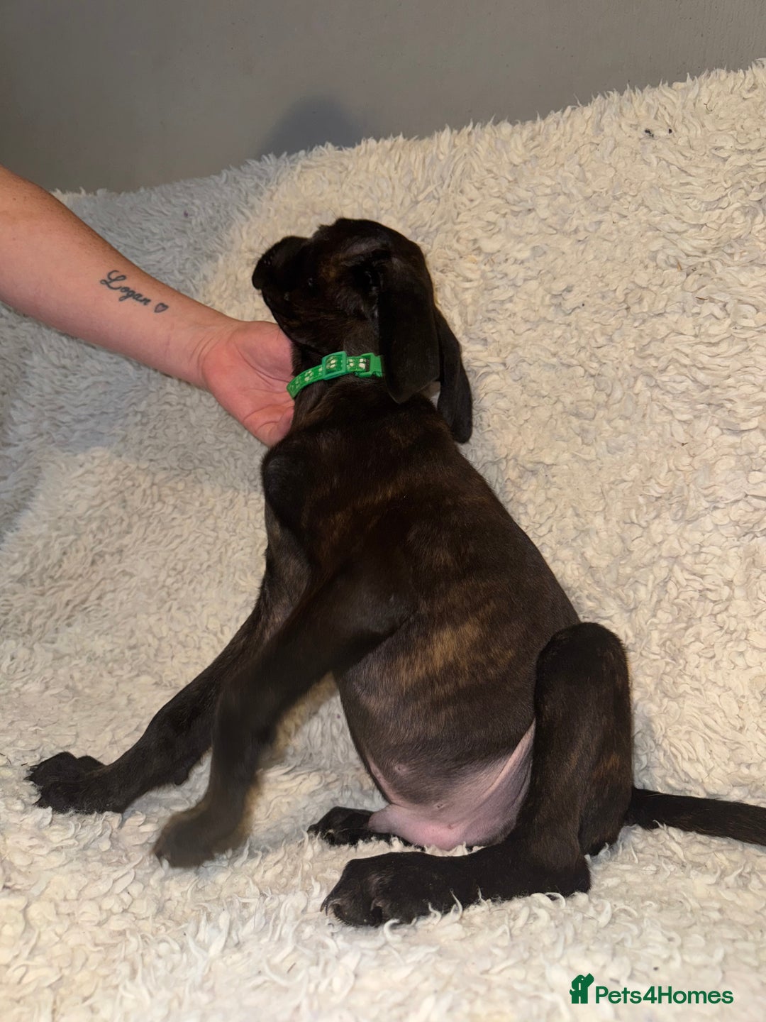 Cane Corso dogs for sale: Beautiful Litter Of Cane Corso Puppys - Image 17