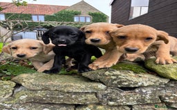Labrador Retriever dogs for sale: Stunning Labrador Puppies  - Image 3