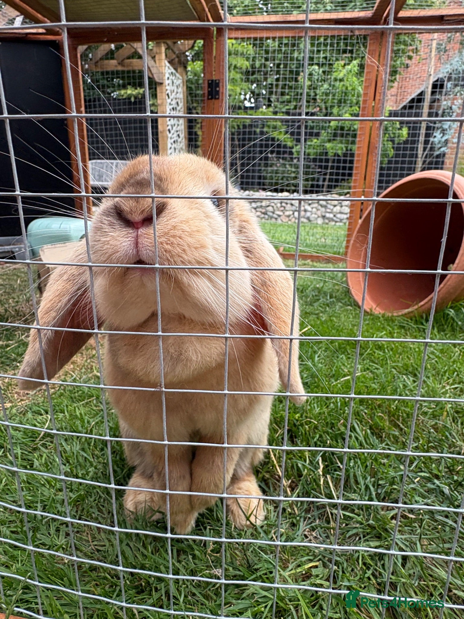Harlequin rabbits 6 month old female rabbit - Advert 2