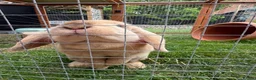 Harlequin rabbits for sale: 6 month old female rabbit - Advert 1