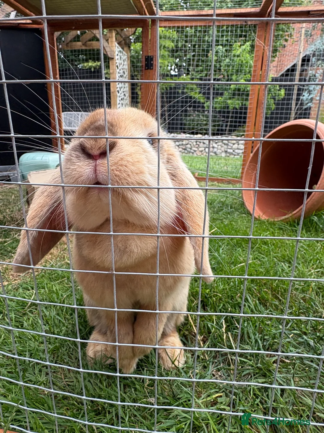 Harlequin rabbits for sale: 6 month old female rabbit - Advert 1