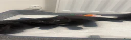 Bombay cats for sale: bombay kitten in Nottingham - Advert 1