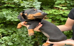 Miniature Dachshund dogs for sale: ABSOLUTELY GORGEOUS MINI DACHSHUND PUPS - Image 7