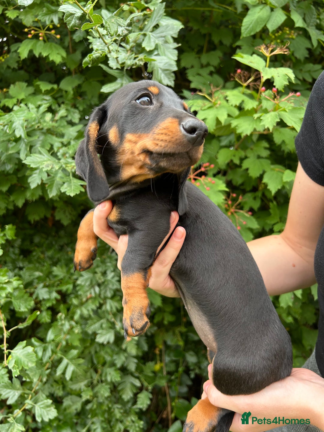 Miniature Dachshund dogs for sale: ABSOLUTELY GORGEOUS MINI DACHSHUND PUPS - Image 7