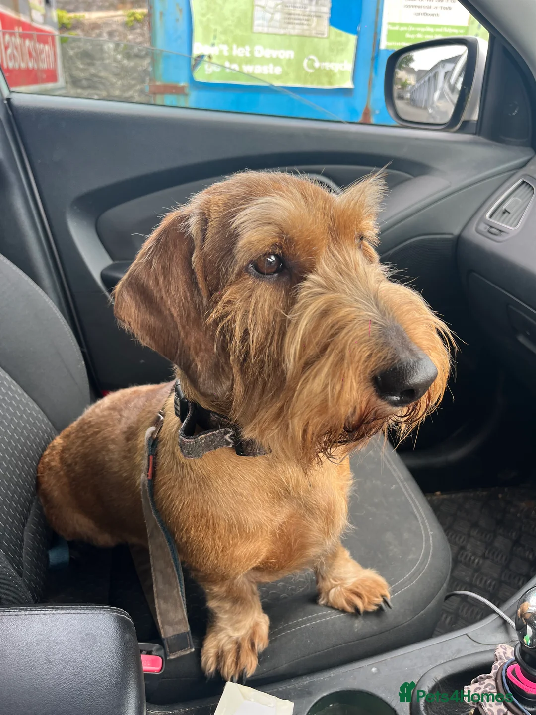 Dachshund dogs for stud: Red Standard Wire Haired Dachshund for Stud  - Advert 16