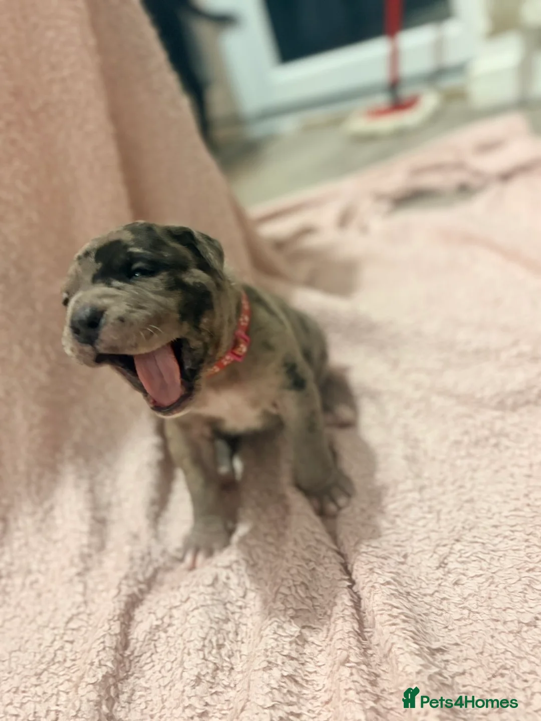 Cane Corso dogs for sale: 🏆 CHAMPION CANE CORSO PUPS 🏆/KC REGISTERED MERLE - Advert 13