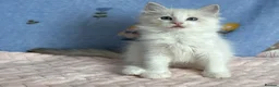 Ragdoll cats for sale: 🐾 Beautiful Ragdoll Kittens for Sale 🐾 - Advert 30