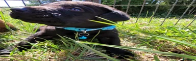 Labrador Retriever 3