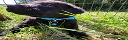 Labrador Retriever dogs for sale: KC Reg Black Labrador Puppies – Ready soon!! - Advert 21