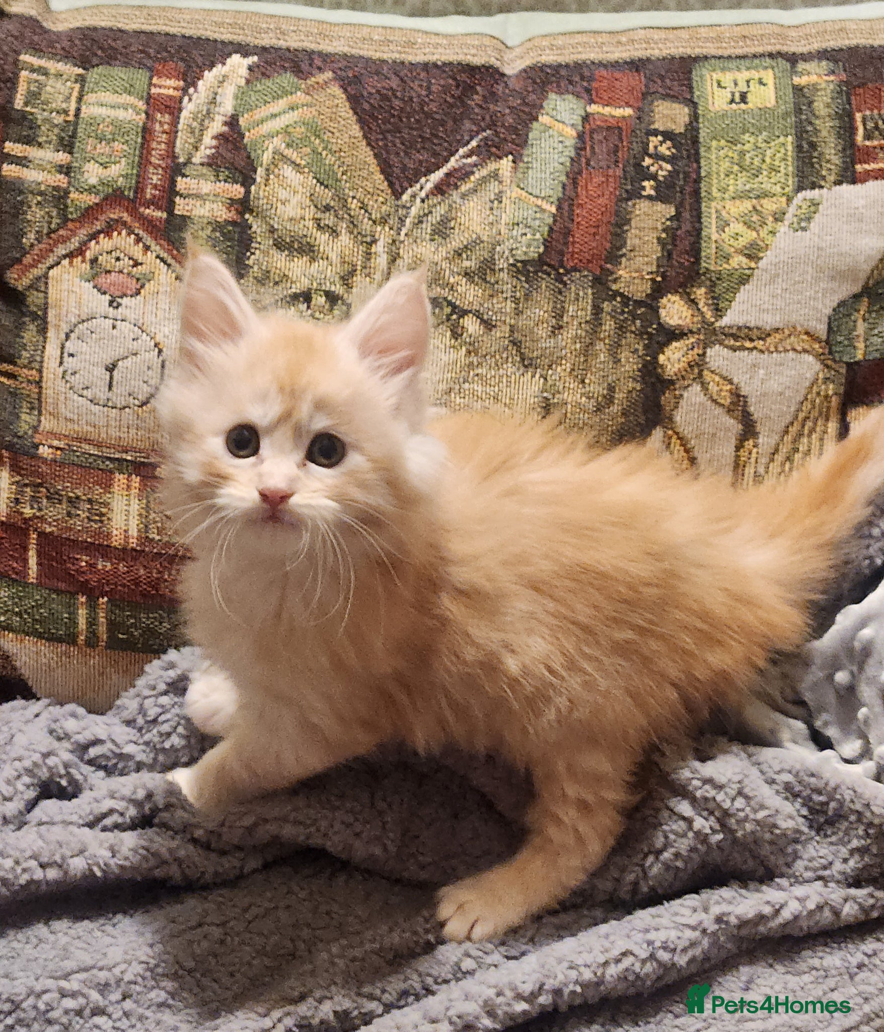 Maine Coon cats Maine Coon Kittens ready April - Advert 13