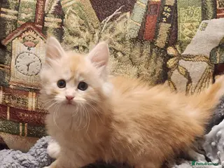 Maine Coon cats Maine Coon Kittens ready April - Advert 13