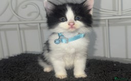 Mixed Breed cats for sale: Calico kittens semi long hair  - Image 4