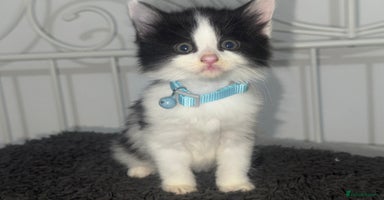 Mixed Breed cats - Advert 7