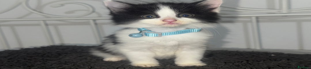 Mixed Breed Kitten 2