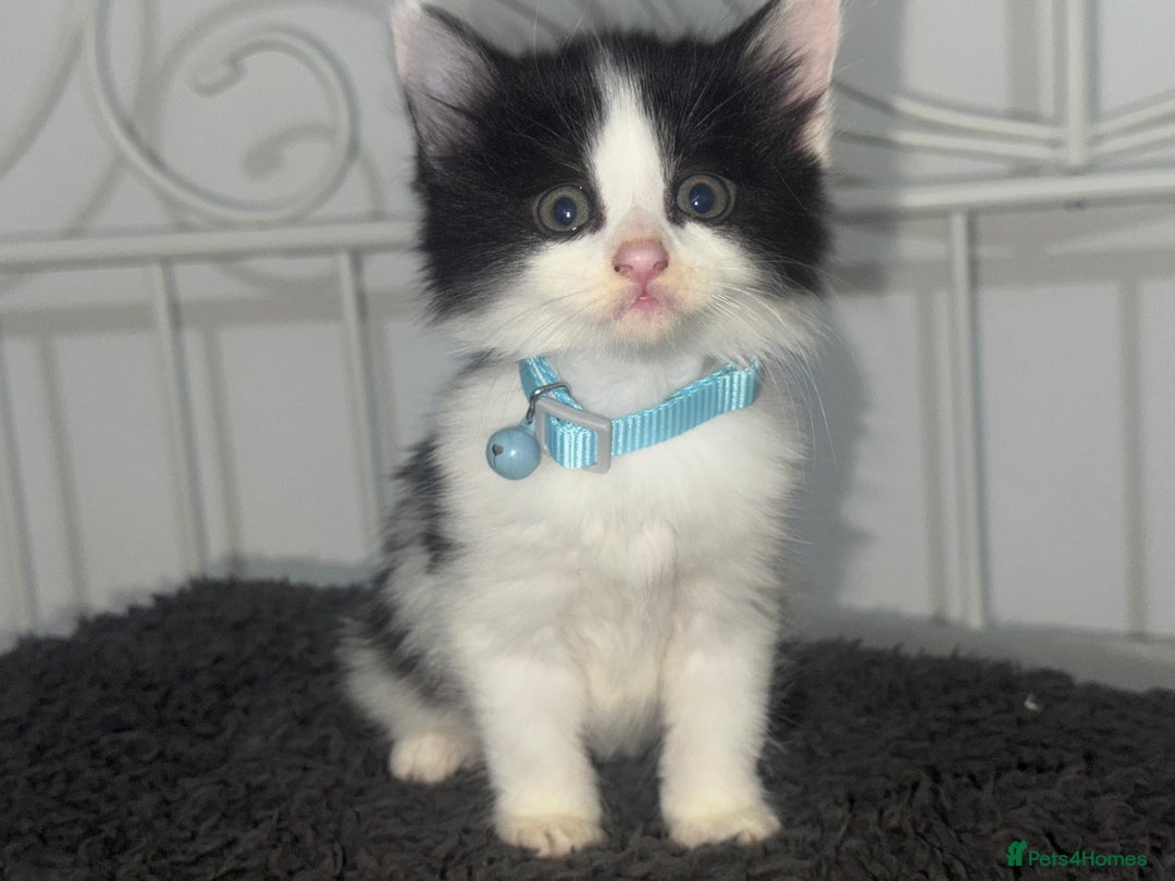 Mixed Breed cats for sale: Calico kittens semi long hair  - Image 4