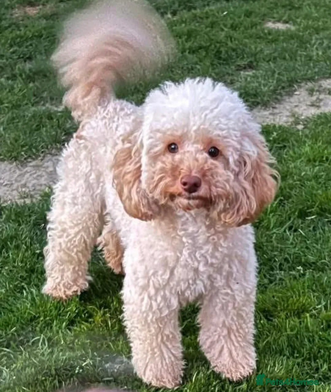 Cavapoo dogs for sale: F1b Cavapoos - Advert 2