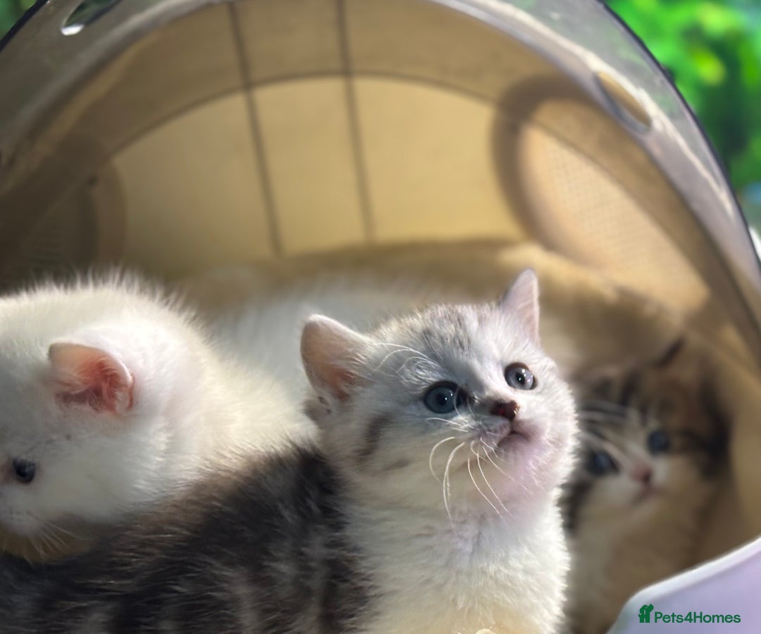 Munchkin cats for sale: Full Pedigree Munchkin Kittens  - Advert 27