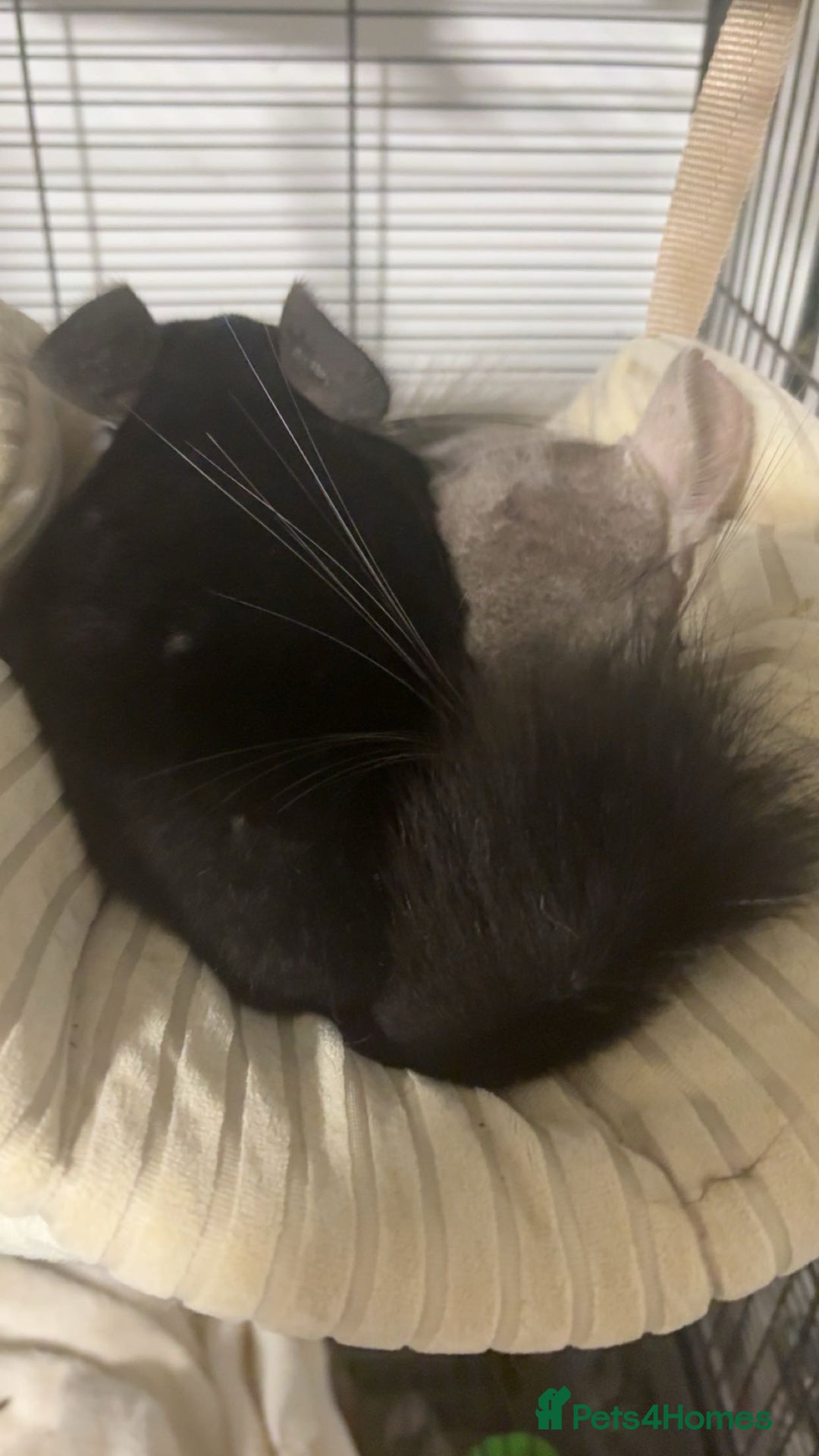 Chinchilla rodents for sale: girl chinchillas for sale with cage - Image 3