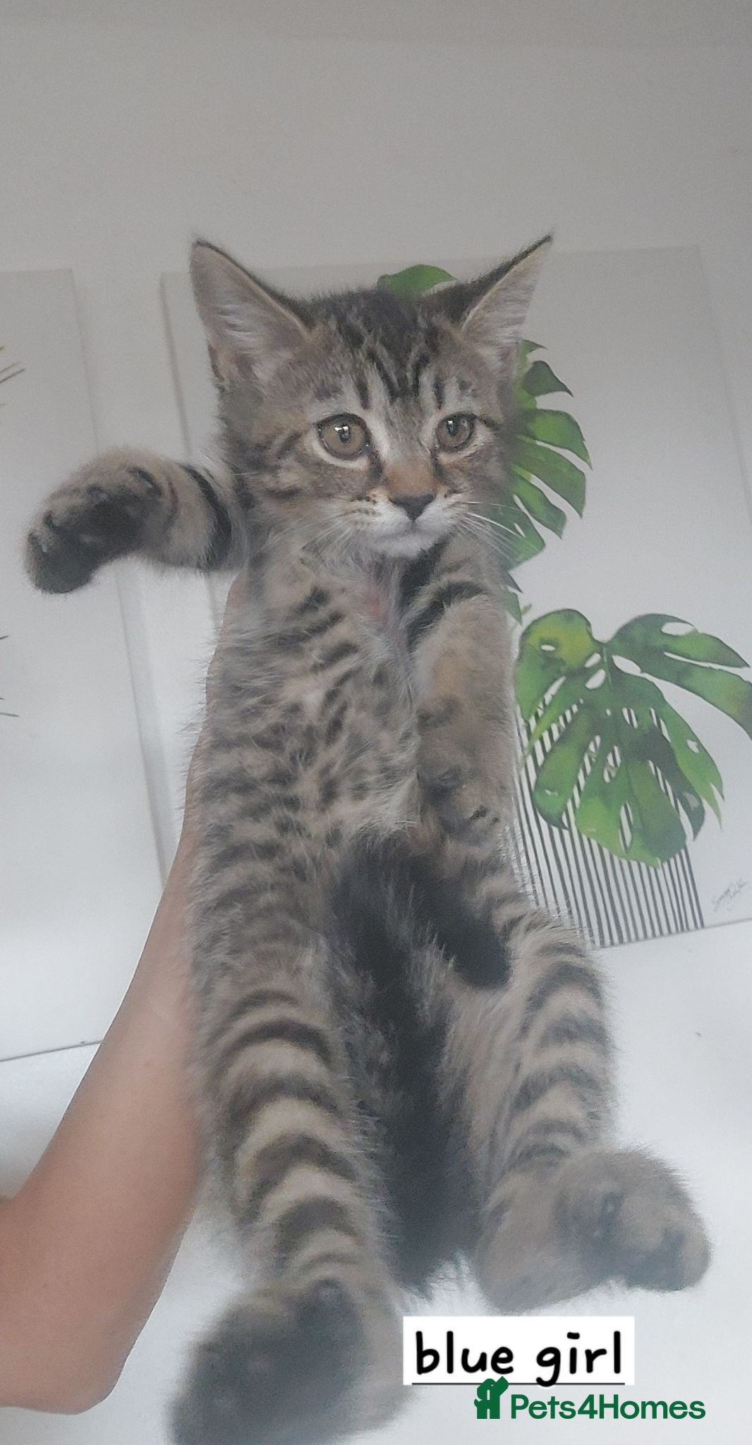 Mixed Breed cats Beautiful silver tabby kittens  - Advert 2