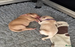 Labrador Retriever dogs for sale: Home bred working Labrador puppies - Image 2