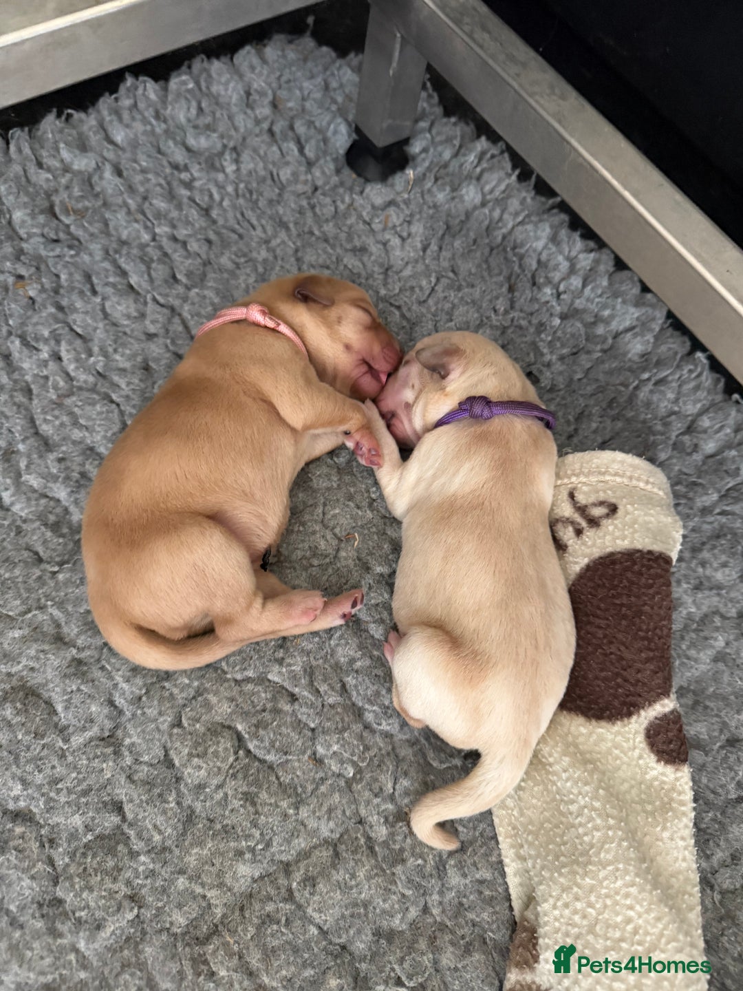 Labrador Retriever dogs for sale: Home bred working Labrador puppies - Image 2