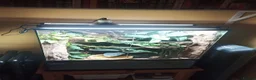 Frog reptiles for sale: 'Tweedle Dee' Whites Tree Frog Bioactive 60x45x90 in Margate - Advert 8