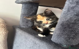 Mixed Breed cats for sale: 4x kittens for sale  - Image 9