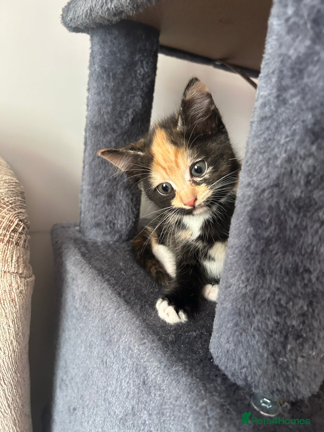 Mixed Breed cats for sale: 4x kittens for sale  - Image 9