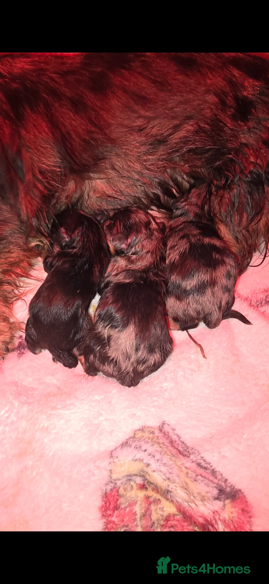 Dachshund dogs for sale: 3/4 dashound 1/4 poodle - Advert 3