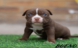 American Bully dogs for sale: AMERICAN BULLYS POCKET x MICRO  - Image 8