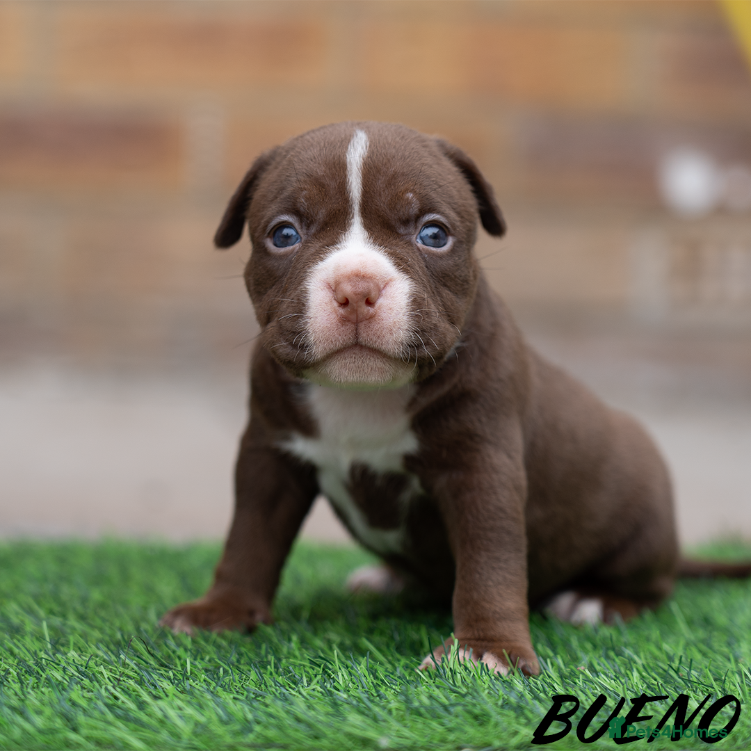 American Bully dogs for sale: AMERICAN BULLYS POCKET x MICRO  - Image 8