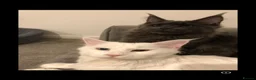 Maine Coon cats for sale: GCCF Registered MaineCoon Blue/Black Smoke & White in Edinburgh - Advert 9