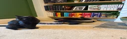 Mixed Breed cats for sale: Black female kitten  - Advert 5