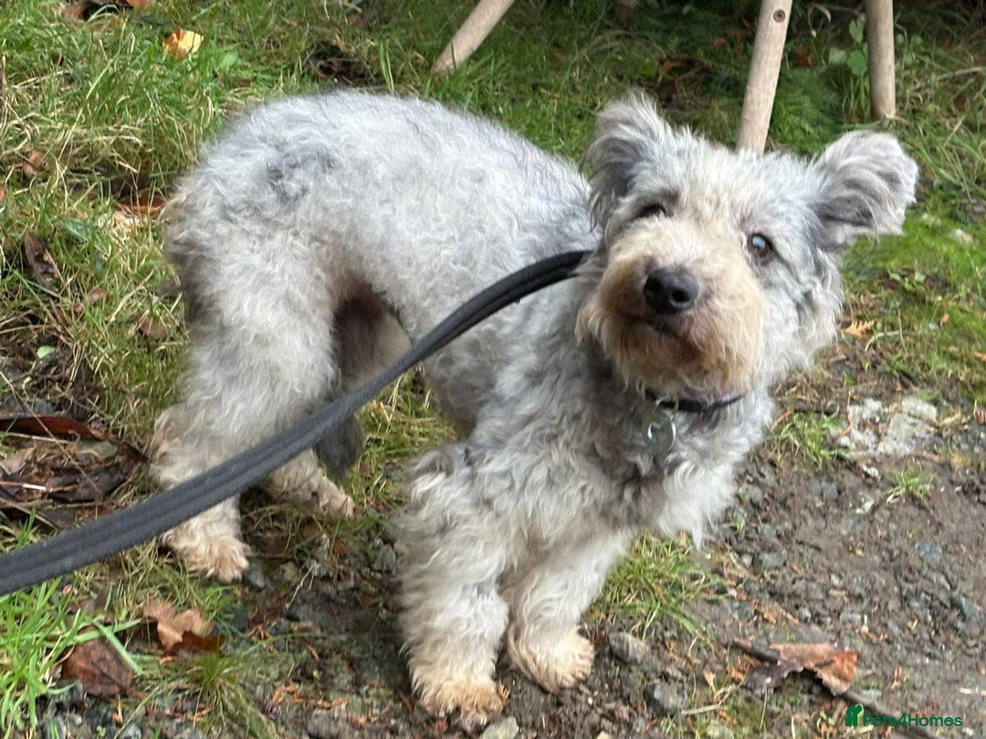 Mixed Breed dogs for adoption: Scruffy- Hingham Norfolk  - Advert 5