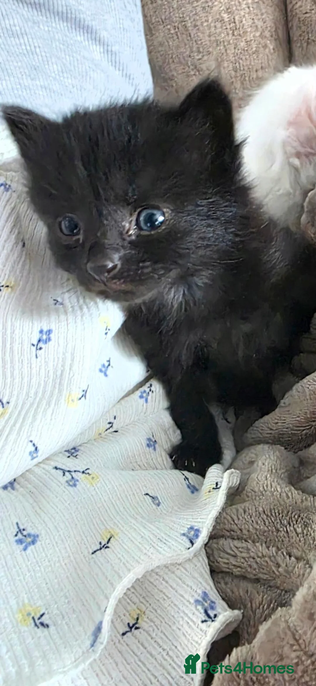 Mixed Breed cats for sale: 2 fluffy boys looking for their forever homes - Advert 2