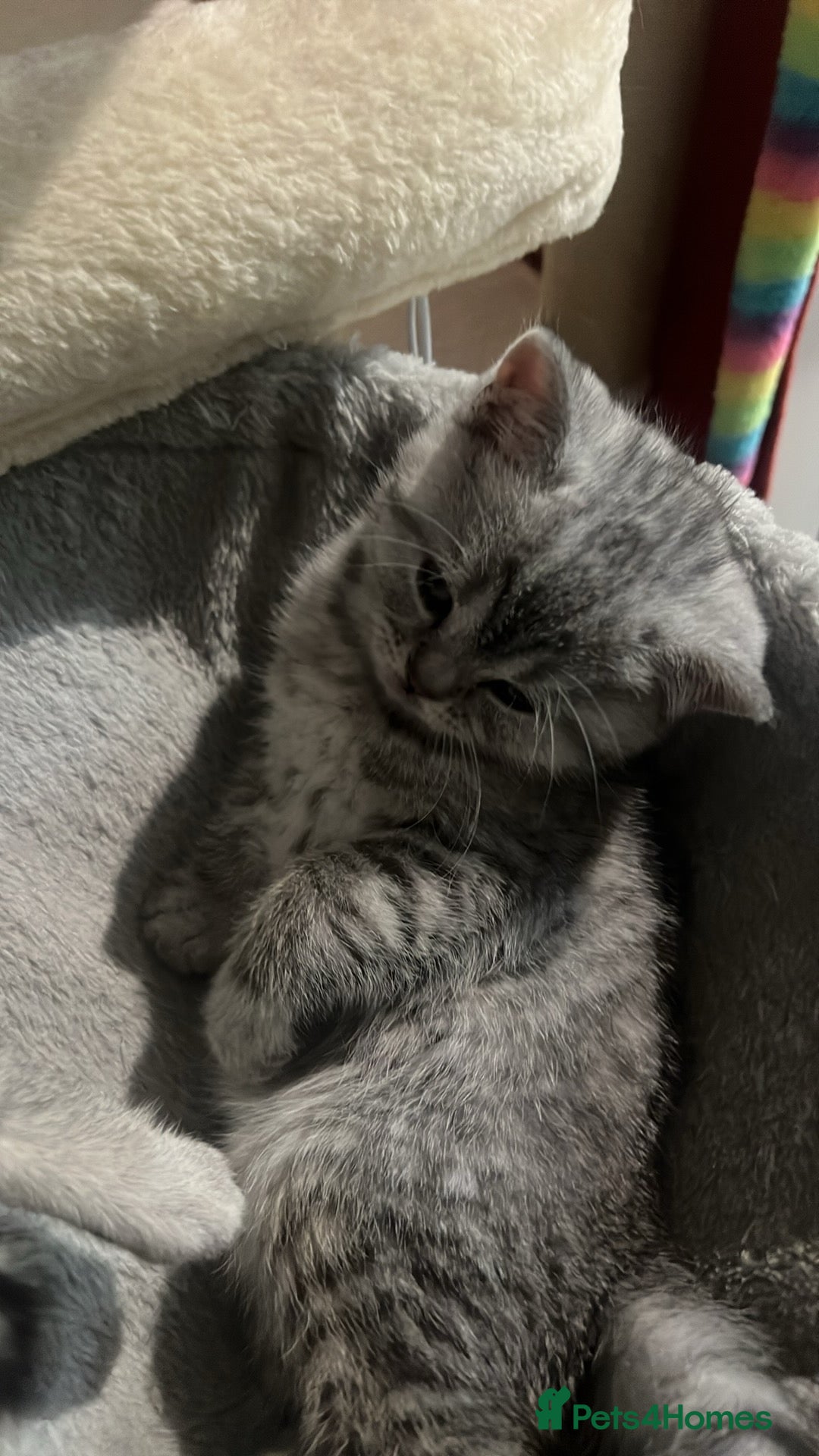 British Shorthair cats for sale: British Shorthair Kittens 🐱  - Advert 11