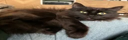Siberian cats for sale: Beautiful Black Siberian Tica Reg female  - Advert 3