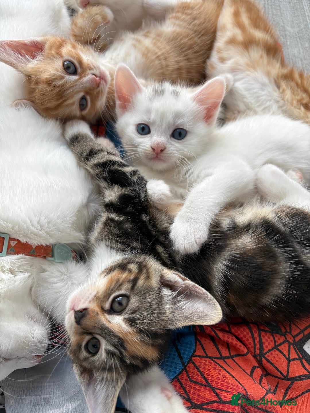 Domestic Shorthair cats for sale: Kittens looking for forever home.  - Image 5