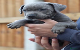 Staffordshire Bull Terrier dogs for sale: 🐾 Staffordshire Bull Terrier Puppies for Sale 🐾 - Image 10