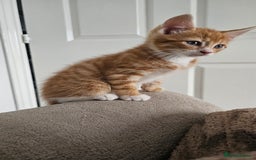 Mixed Breed cats for sale: 07759 033951 1 tabby girl  - Image 18