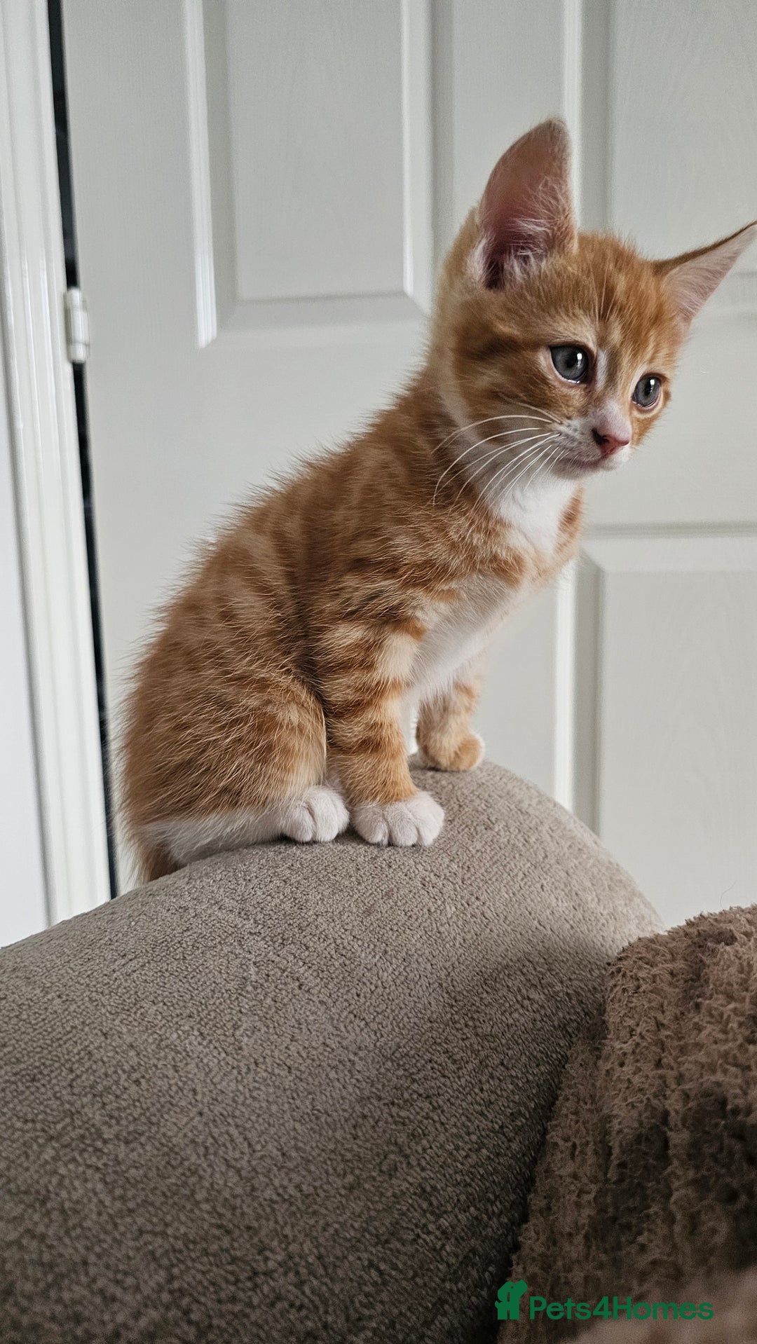 Mixed Breed cats for sale: 07759 033951 1 tabby girl  - Image 18