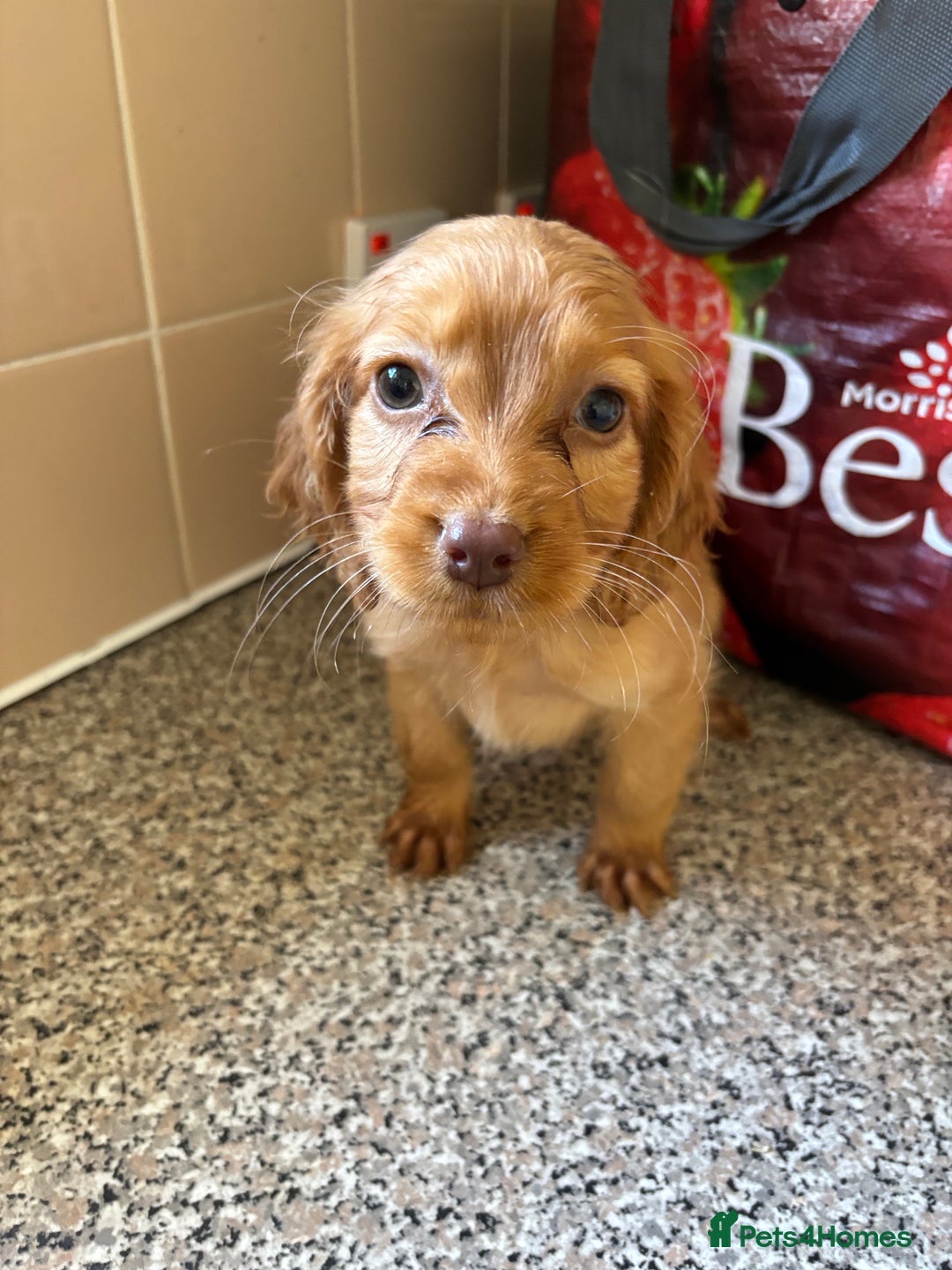 Cockapoo dogs for sale: Cockapoo puppies  - Image 7