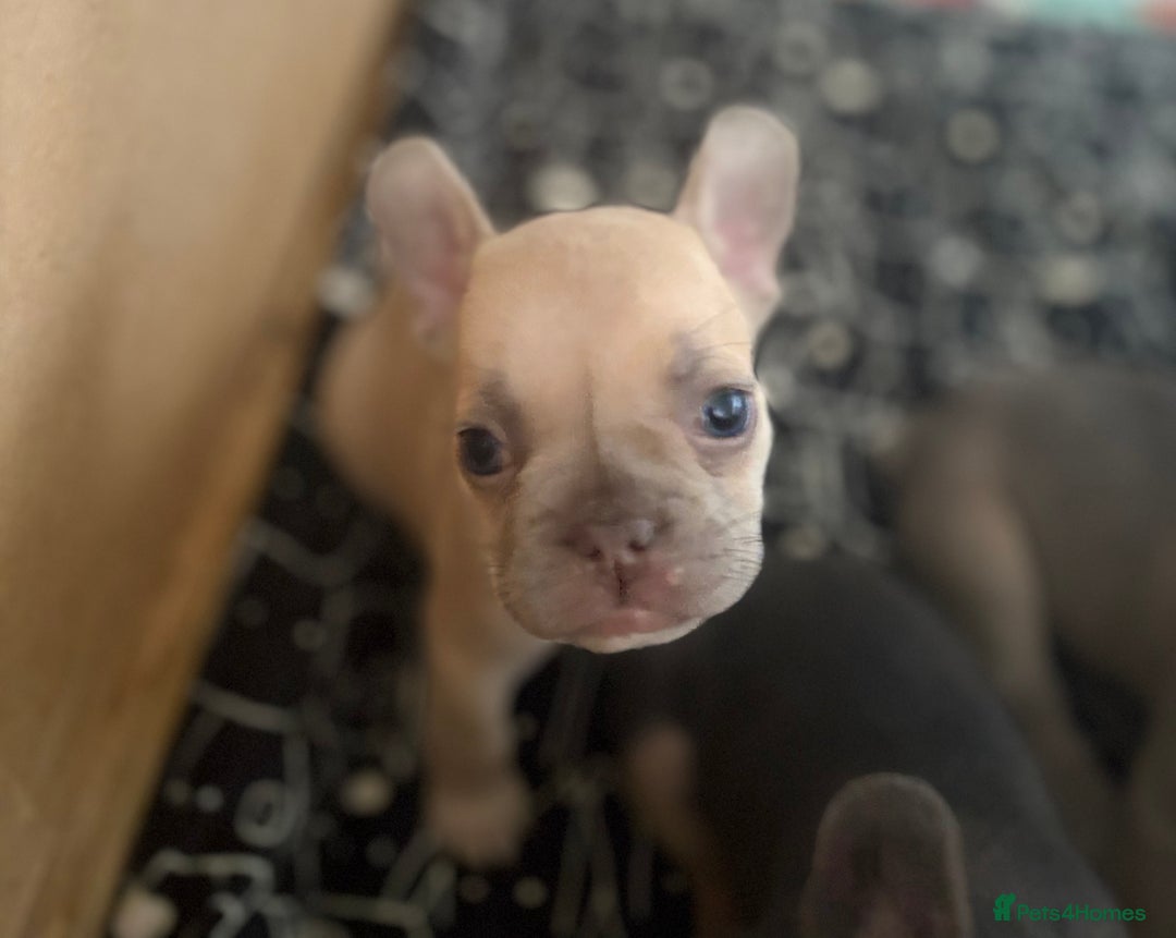 French Bulldog dogs for sale: Last 3 pups available !!Kc French bulldog puppy’s  - Image 16