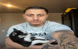 Siberian Husky dogs for sale: His name is Loki about 6 months of age now  - Image 3