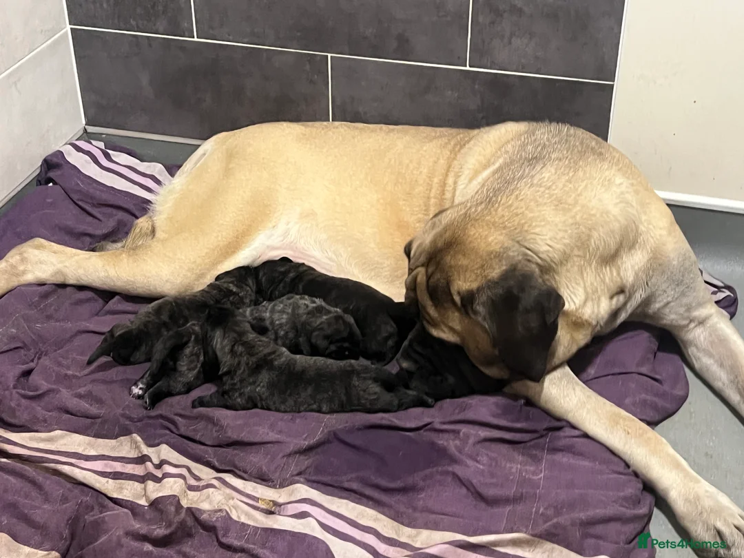 Mastiff dogs for sale: Outstanding English Mastiff - Advert 7