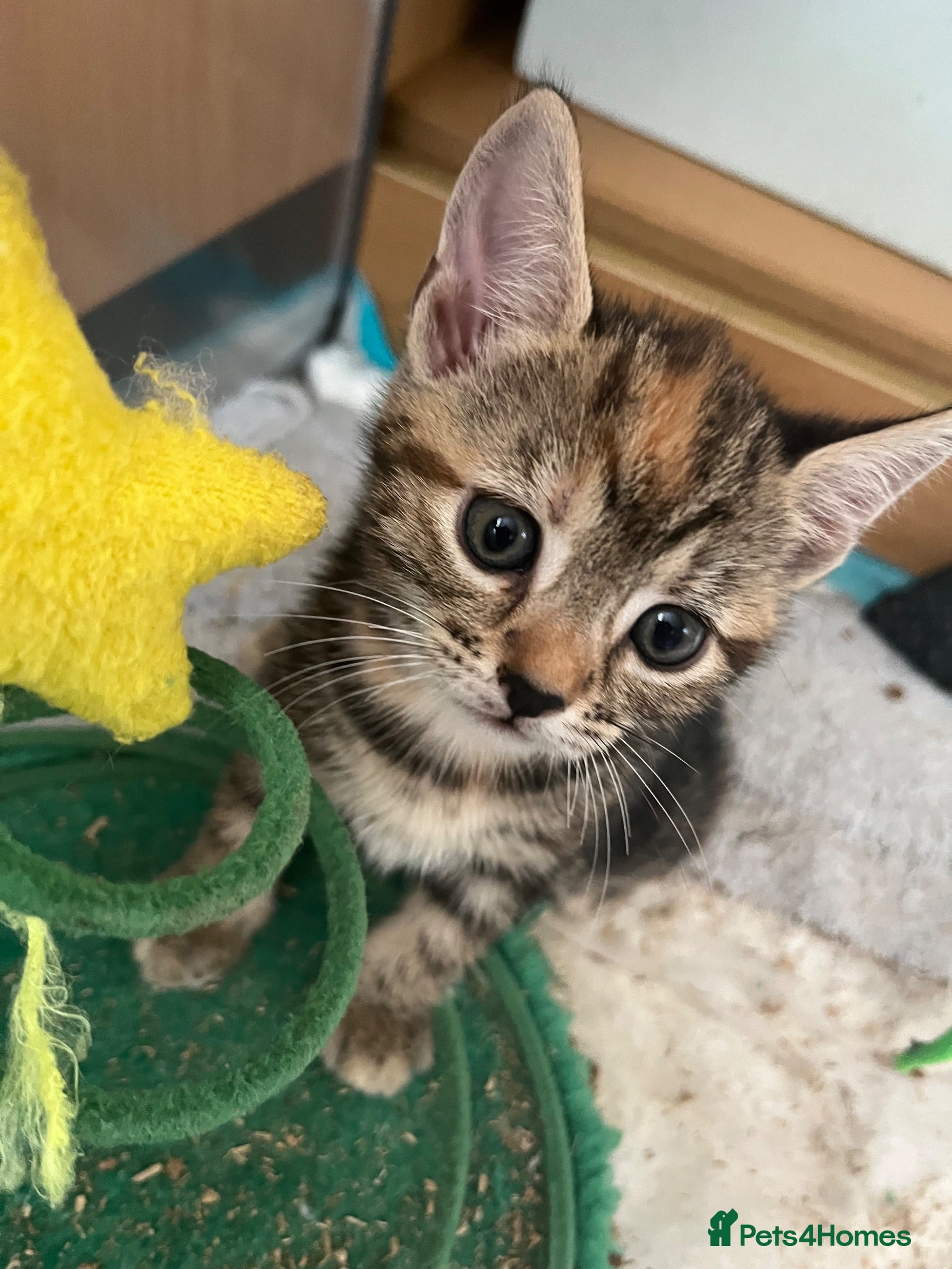 Bengal cats Bengal X Kittens With Famous Siblings!  - Advert 2