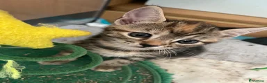 Bengal 6