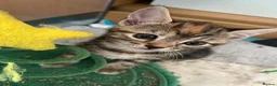 Bengal cats for sale: Bengal X Kittens With Famous Siblings!  - Advert 23
