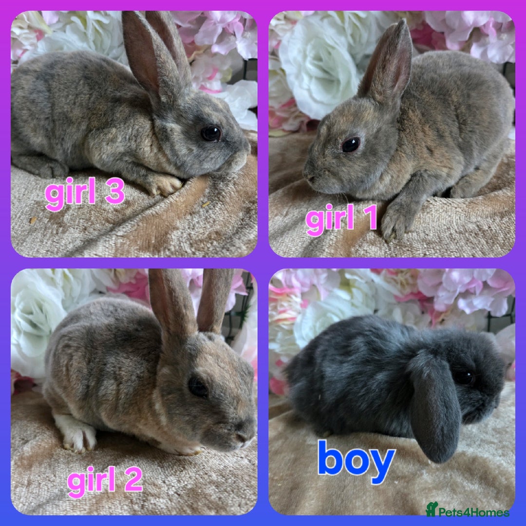 Mini Lop rabbits for sale: Mini lop & mini rex babies available  - Advert 1